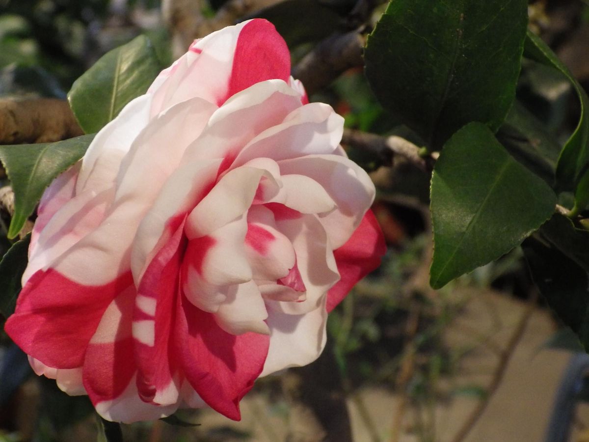 Jaką ziemię wybrać do uprawy camellia japonica?